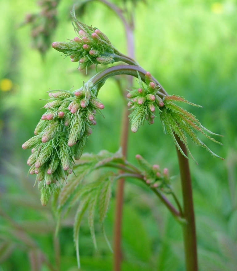 Изображение особи Aruncus dioicus.