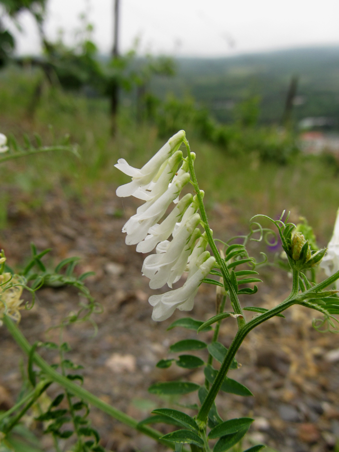 Image of Vicia varia specimen.