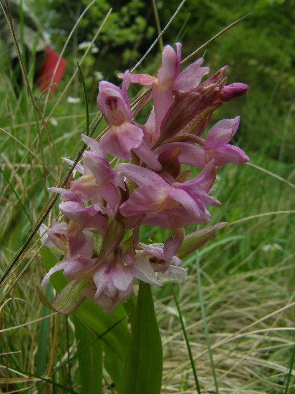 Изображение особи Dactylorhiza sambucina.