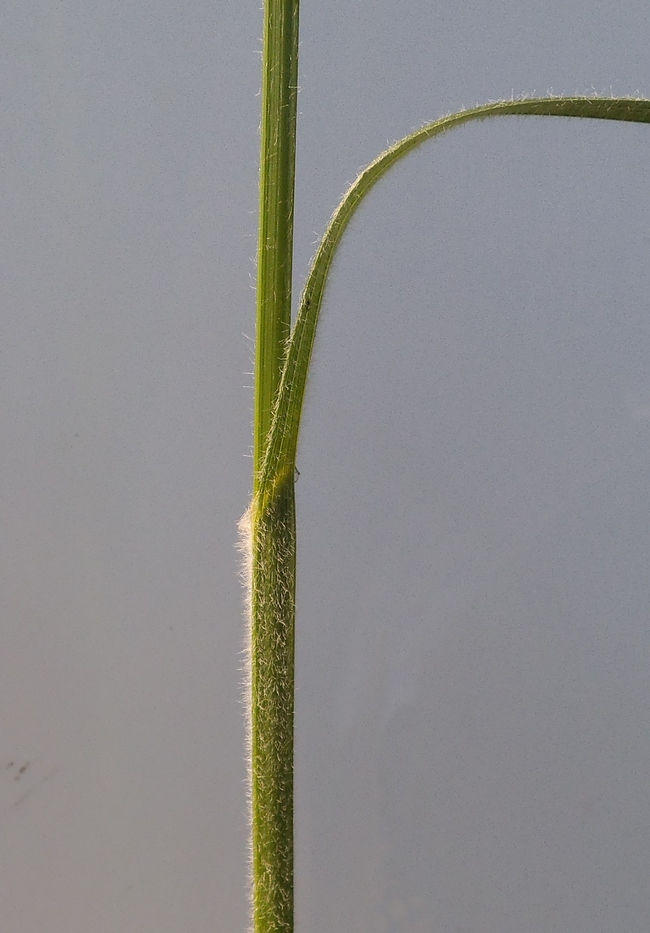 Image of Carex hirta specimen.