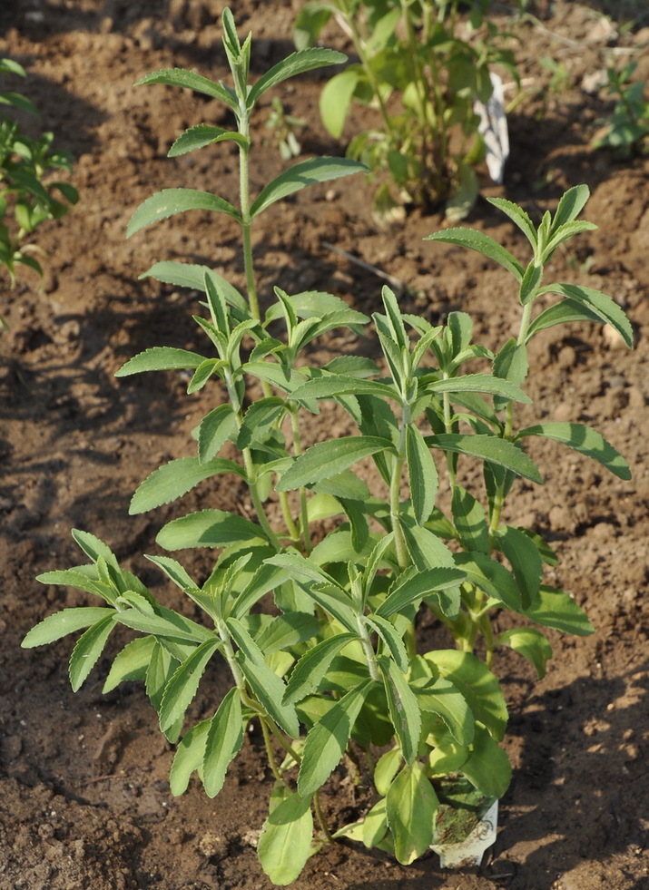 Изображение особи Stevia rebaudiana.