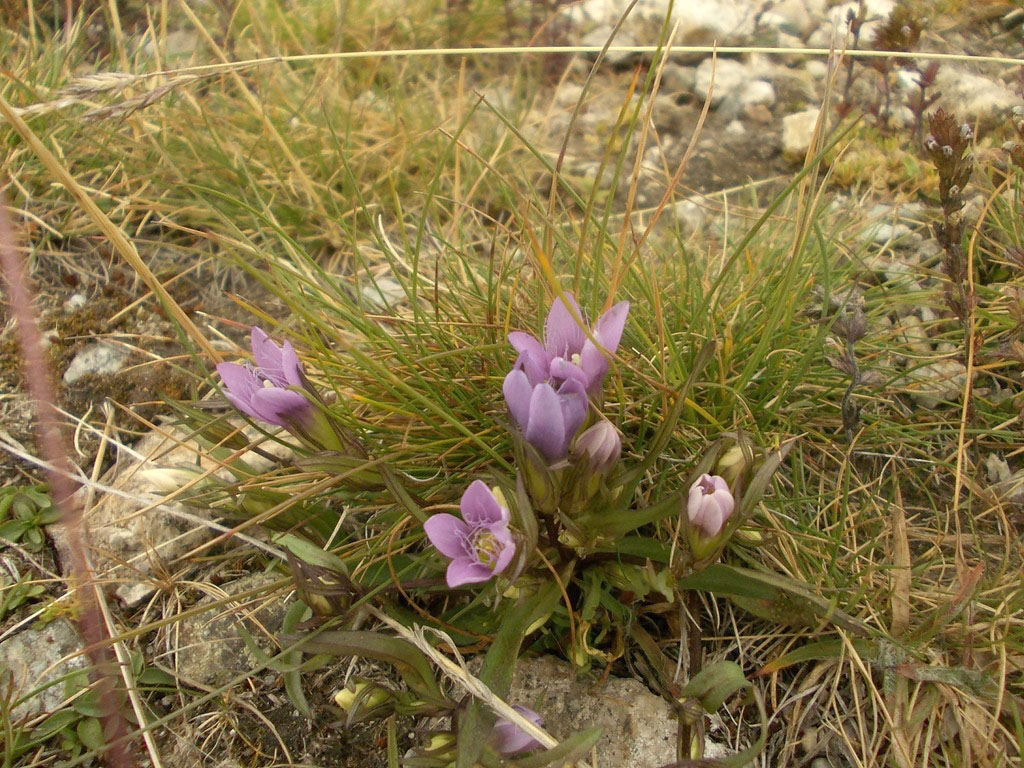 Изображение особи Gentianella bulgarica.