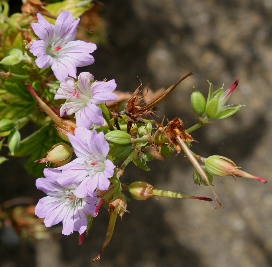 Изображение особи Geranium nodosum.