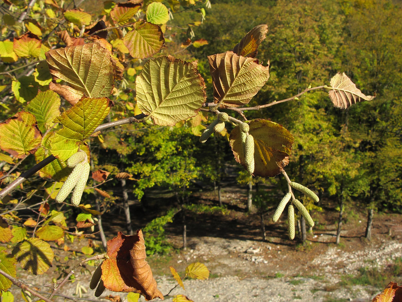 Изображение особи Corylus avellana.