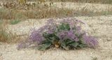 Limonium scoparium