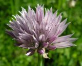 Allium schoenoprasum. Соцветие. Хабаровский край, Ванинский р-н, окр. пос. Высокогорный. 06.07.2013.