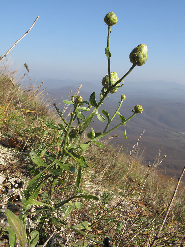 Image of Centaurea salonitana specimen.