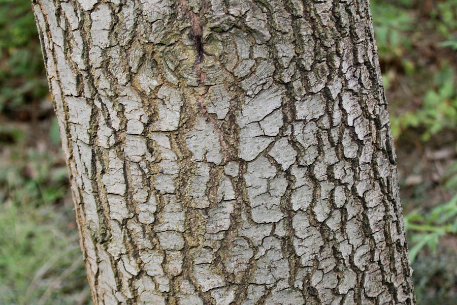 Image of Liquidambar formosana specimen.