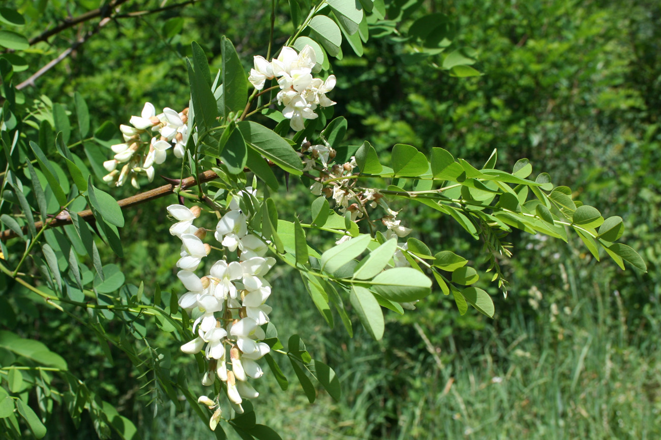 Изображение особи Robinia pseudoacacia.