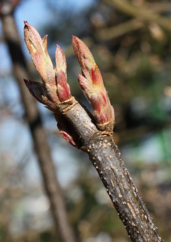 Image of genus Viburnum specimen.