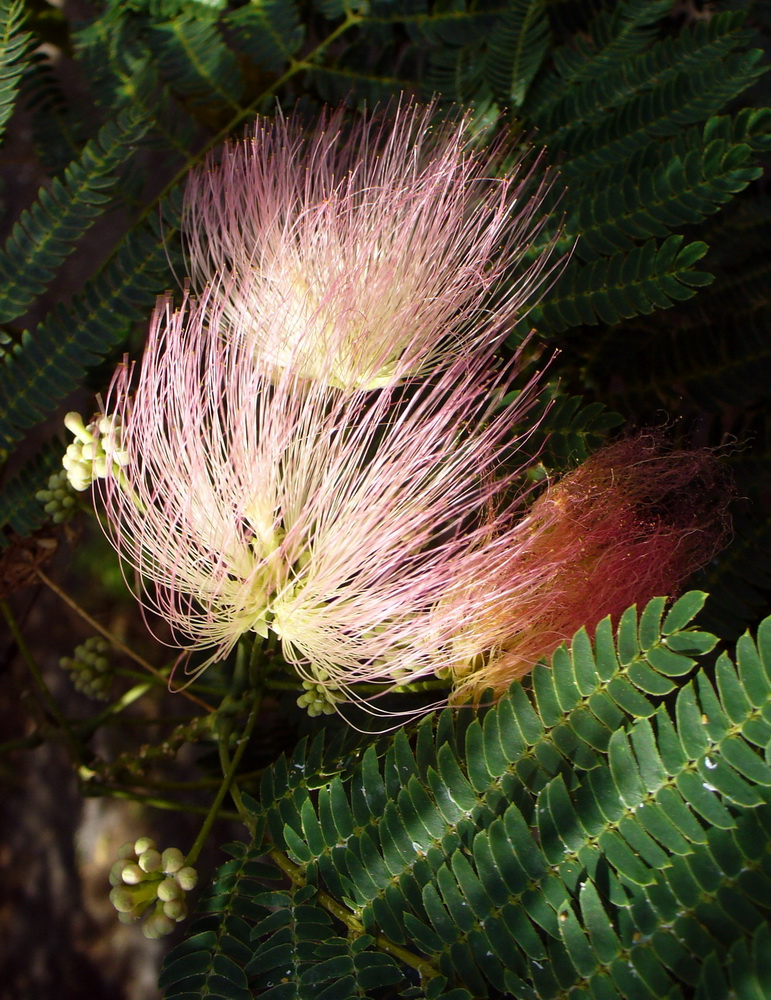 Изображение особи Albizia julibrissin.