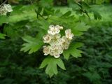 род Crataegus. Цветки и листья. Ставропольский край, г. Кисловодск, парк, в посадках. 19.05.2014.