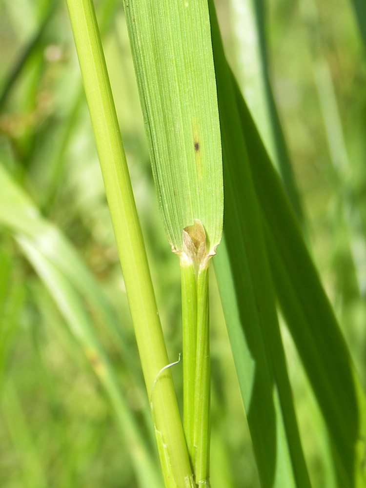 Image of Alopecurus pratensis specimen.