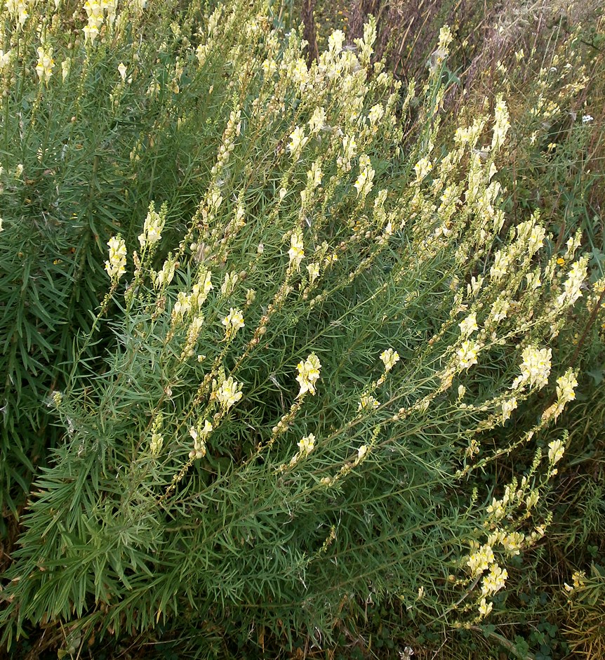 Image of Linaria vulgaris specimen.