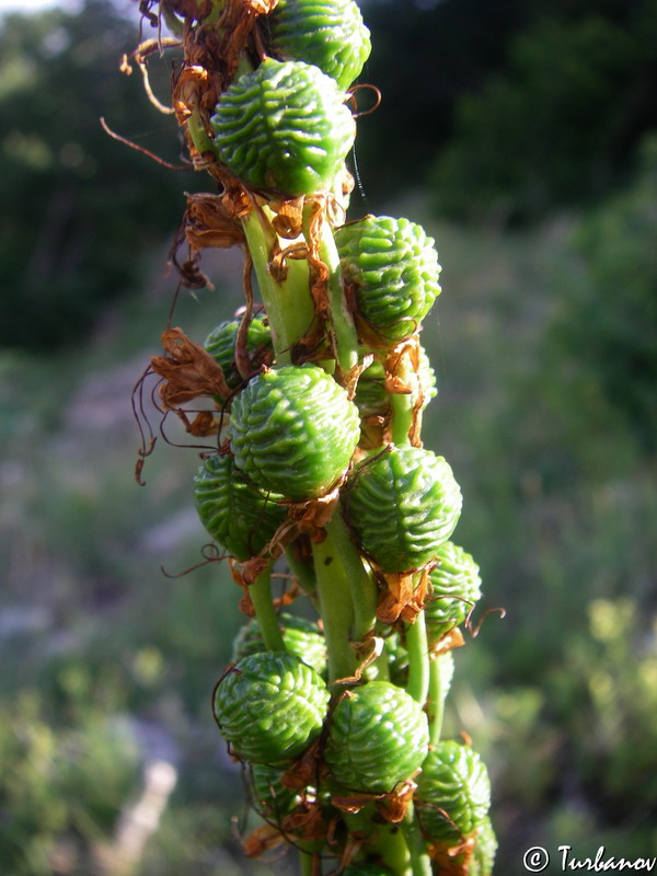 Image of Eremurus tauricus specimen.