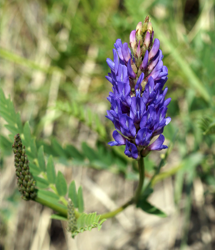 Image of Astragalus adsurgens specimen.