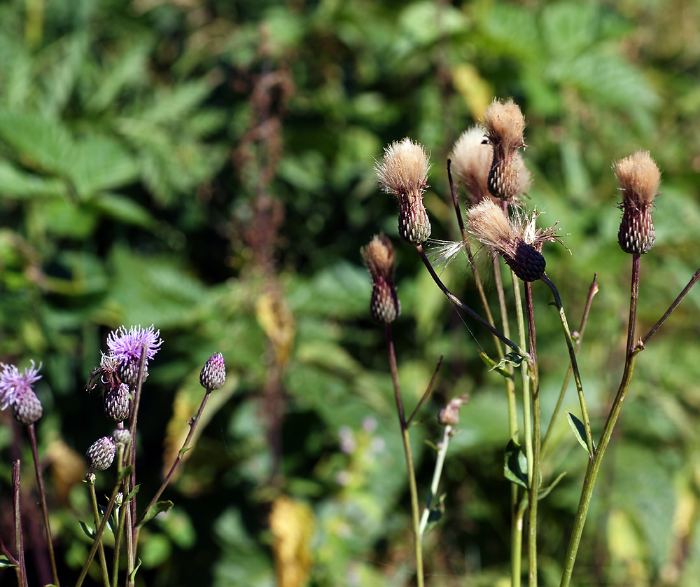 Изображение особи Cirsium setosum.