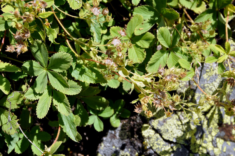 Image of Potentilla brachypetala specimen.