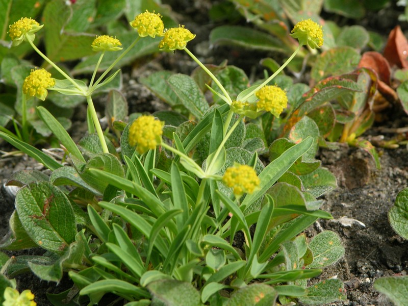 Изображение особи Bupleurum triradiatum.