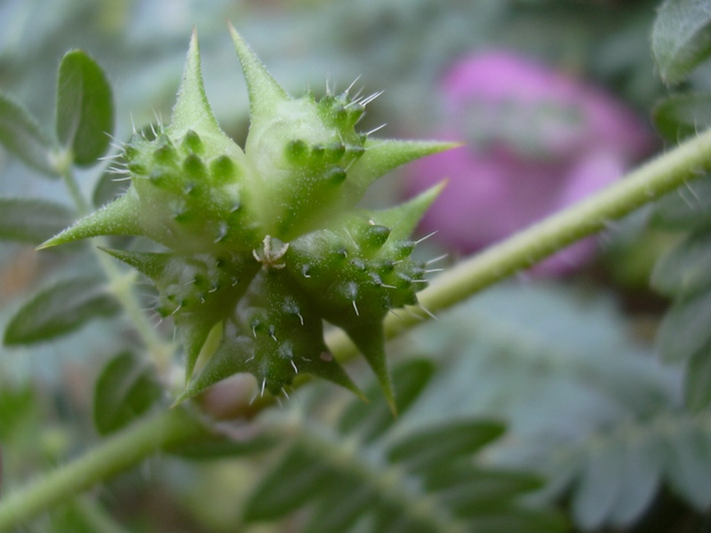 Image of Tribulus terrestris specimen.