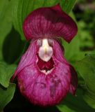 Cypripedium macranthos