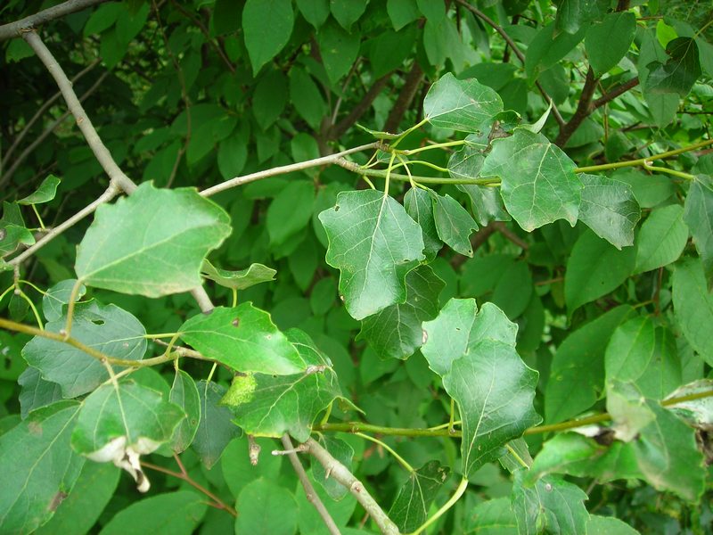 Image of Populus &times; canescens specimen.