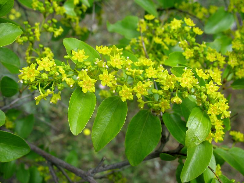 Image of Paliurus spina-christi specimen.