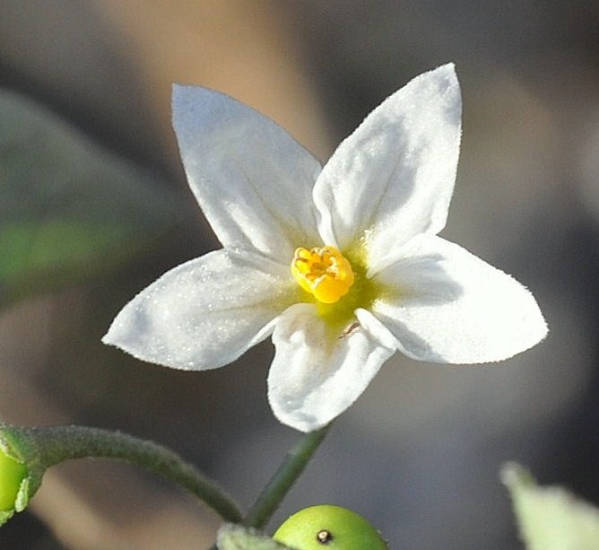 Image of Solanum nigrum specimen.