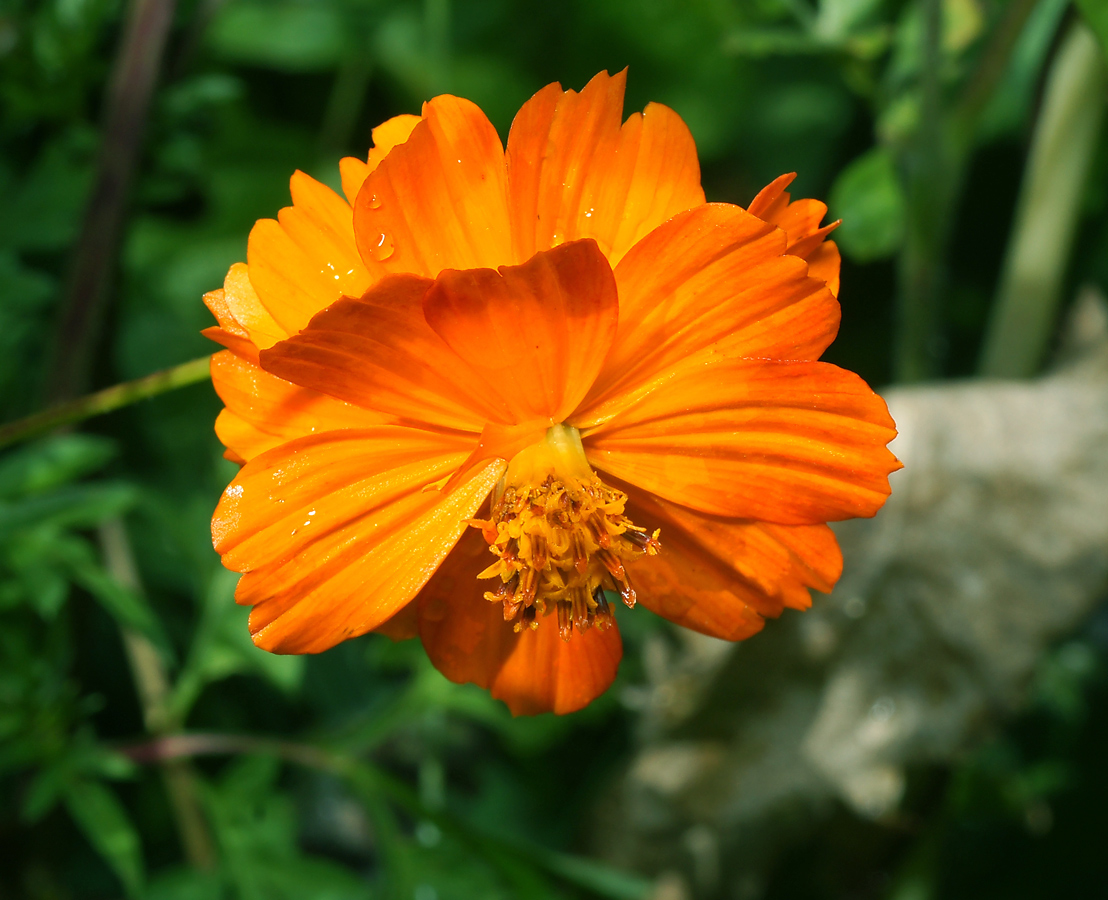 Image of Cosmos sulphureus specimen.