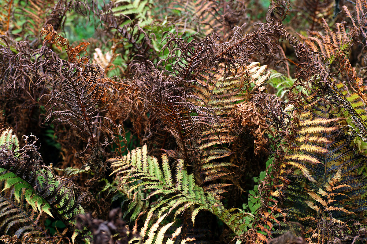 Image of Matteuccia struthiopteris specimen.