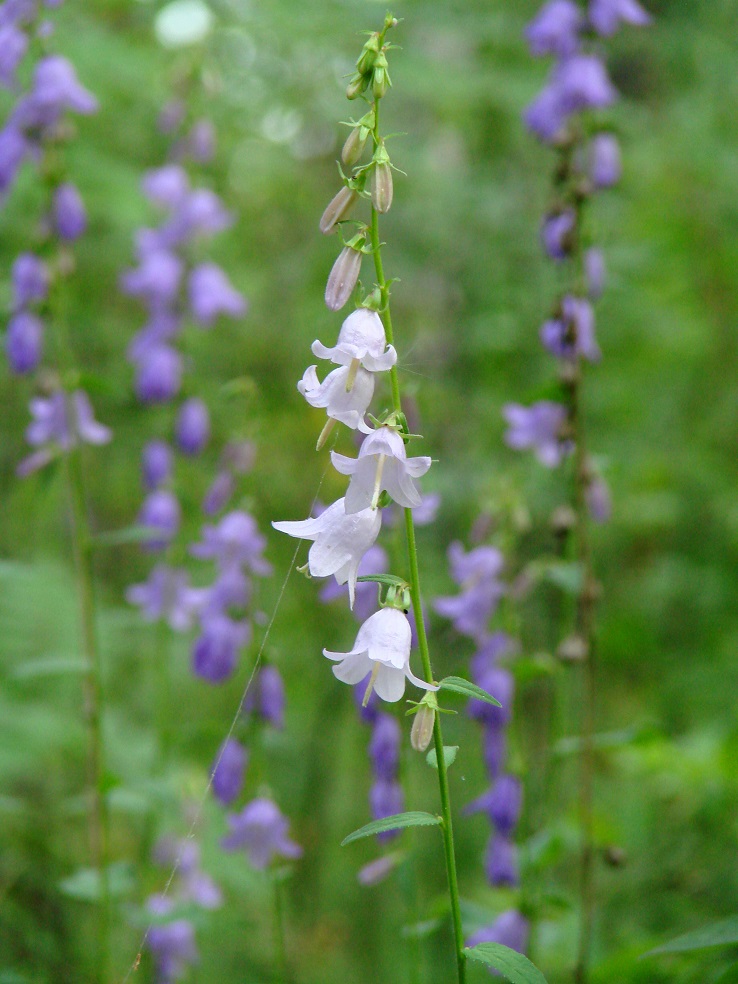 Image of Campanula rapunculoides specimen.