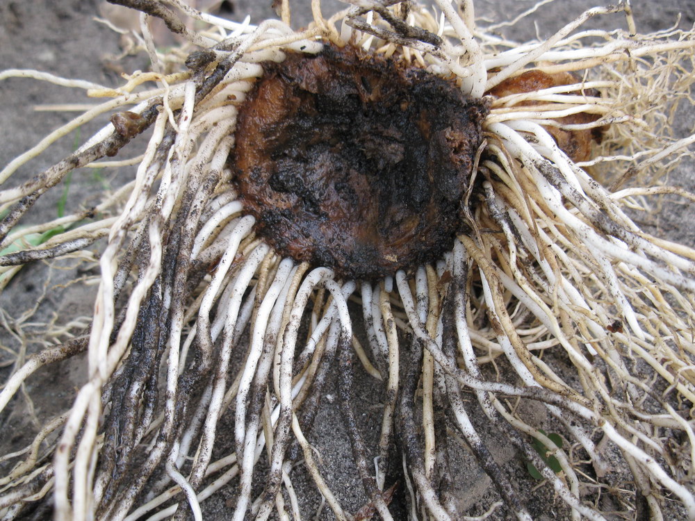 Image of Eucomis bicolor specimen.