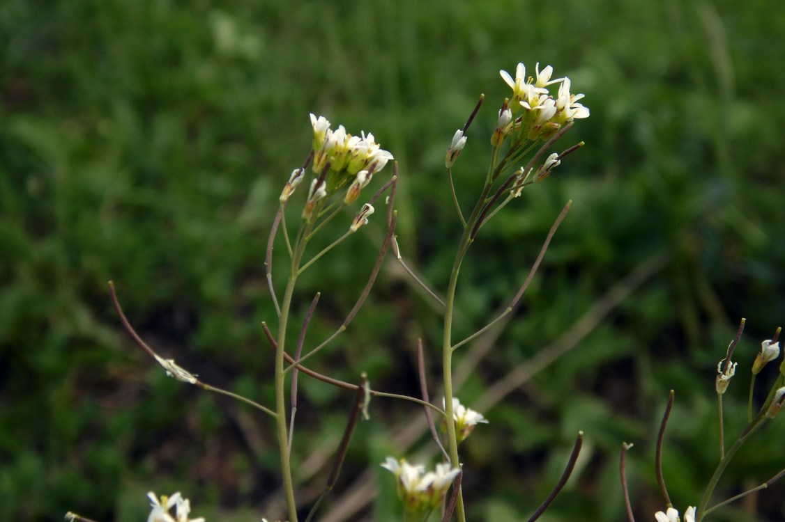 Image of Arabidopsis thaliana specimen.