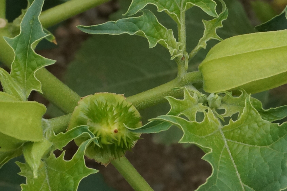 Image of Datura stramonium specimen.