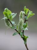 Salix phylicifolia. Ветвь с женскими соцветиями. Санкт-Петербург, Старый Петергоф, у платформы \"Университет\". 10.05.2009.