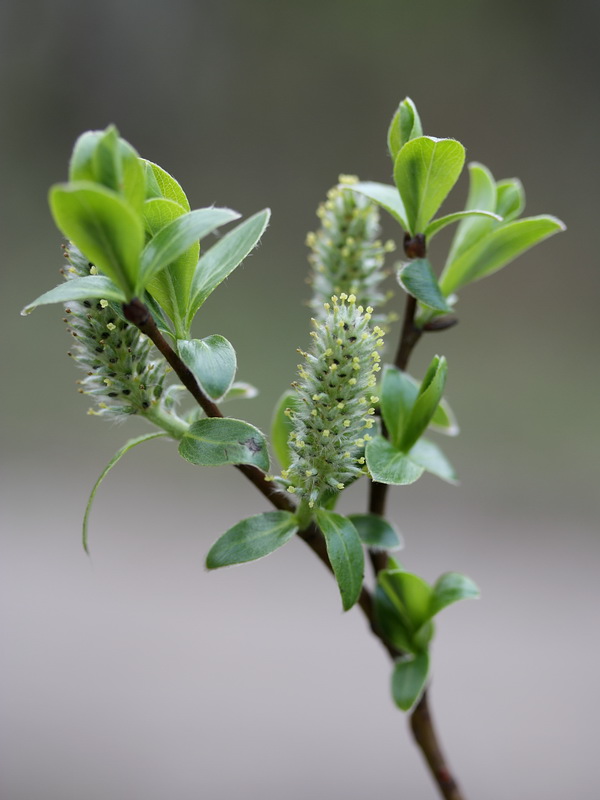 Image of Salix phylicifolia specimen.