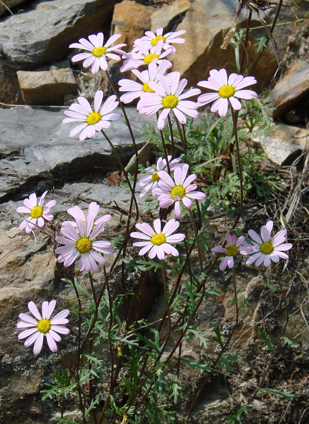 Image of Chrysanthemum zawadskii specimen.