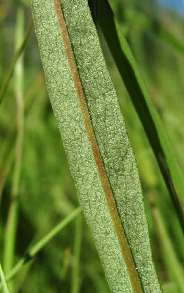 Image of Bistorta vivipara specimen.