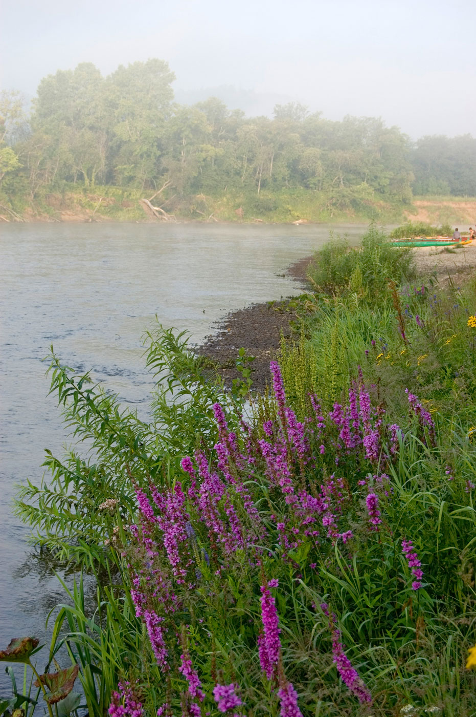 Image of Lythrum salicaria specimen.