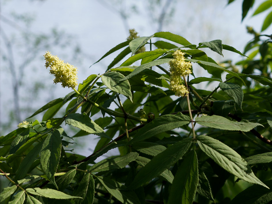 Изображение особи Sambucus racemosa.