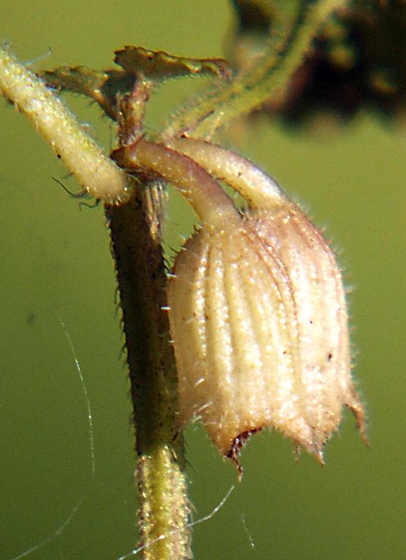 Image of Glechoma hederacea specimen.