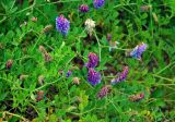 Vicia amurensis. Части побегов с соцветиями. Приморье, Хасанский р-н, п-ов Гамова, мыс Гамова, луговой склон. 28.08.2015.