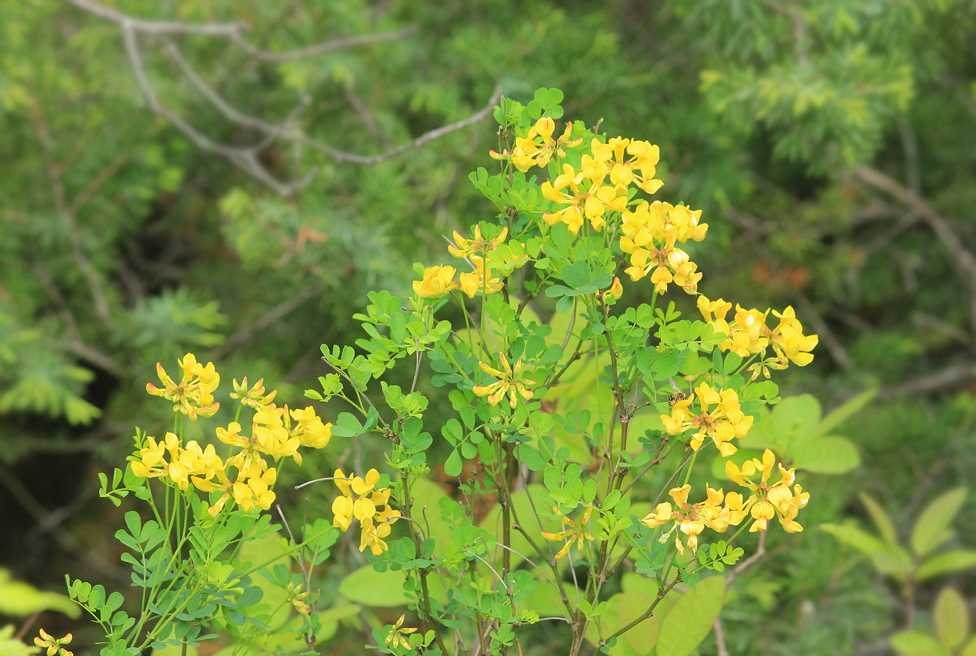 Изображение особи Hippocrepis emeroides.