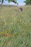 Salvia nutans. Цветущее растение. Крым, Севастополь, окр. с. Орловка. 07.05.2016.