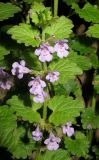 Glechoma hederacea