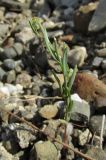 Linaria simplex