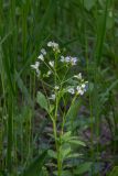 Cardamine amara. Верхушка цветущего растения. Свердловская обл., окр. г. Заречный, в ручье впадающем в Черемшанское болото. 03.06.2016.