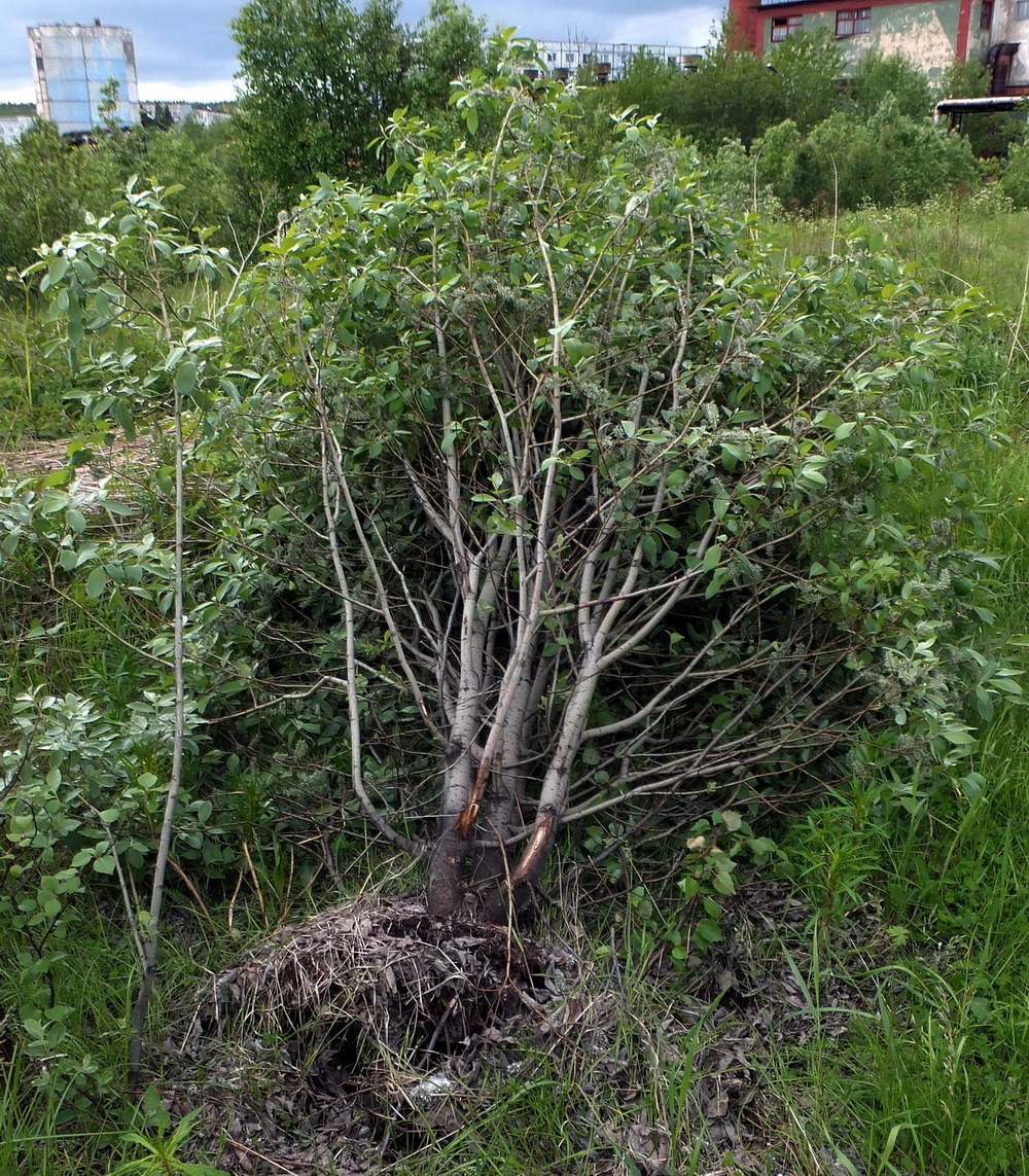 Image of Salix caprea specimen.