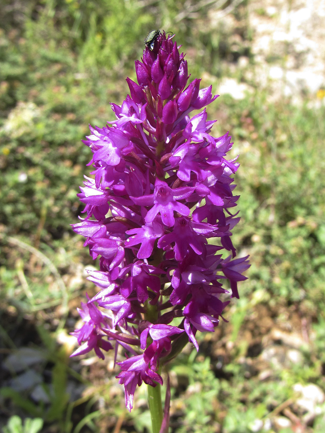 Image of Anacamptis pyramidalis specimen.