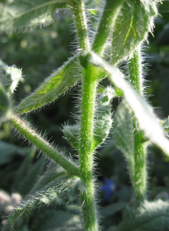 Изображение особи Borago officinalis.